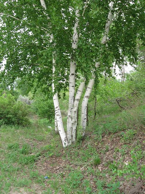 травяные ножные ванночки в домашних условиях